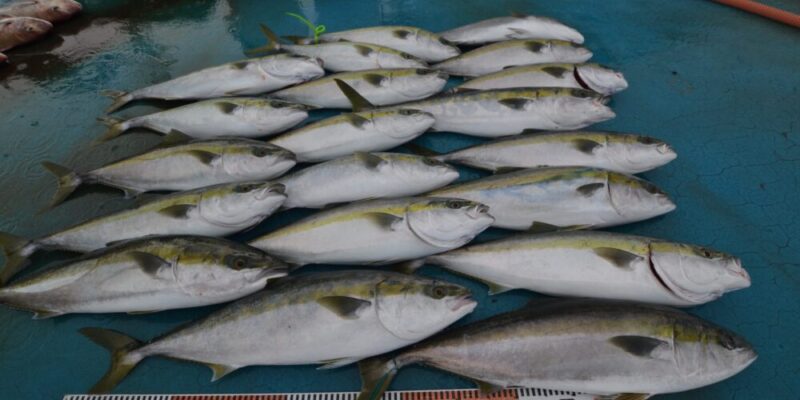 広島県の釣り船：アジアマリンサービス